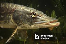 Attēlu rezultāti vaicājumam “Esox lucius”