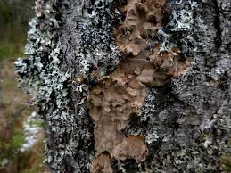 Attēlu rezultāti vaicājumam “Phellinus laevigatus”
