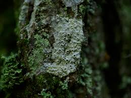 Attēlu rezultāti vaicājumam “Thelotrema lepadinum”