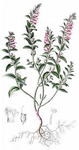 Attēlu rezultāti vaicājumam “Odontites vulgaris”