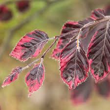 Attēlu rezultāti vaicājumam “Fagus sylvatica fo. laciniata”