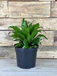 Attēlu rezultāti vaicājumam “Conardia compacta”