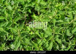 Attēlu rezultāti vaicājumam “Urticaceae”