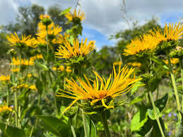 Attēlu rezultāti vaicājumam “Inula helenium”