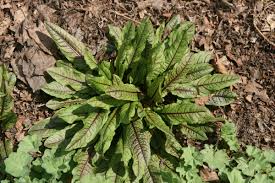 Image result for Rumex sanguineum