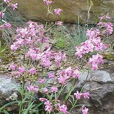 Attēlu rezultāti vaicājumam “Silene viscaria”