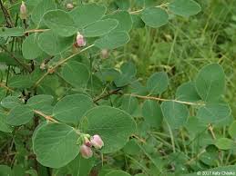 Attēlu rezultāti vaicājumam “Symphoricarpos albus”