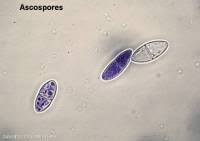 Attēlu rezultāti vaicājumam “Neonectria coccinea”