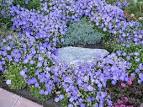 Pictures of Bellflower