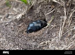 Attēlu rezultāti vaicājumam “Meloe sp. larva”