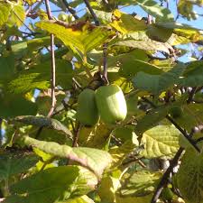 Attēlu rezultāti vaicājumam “Actinidia kolomikta fruit”