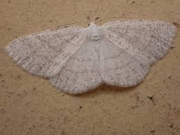 Attēlu rezultāti vaicājumam “Cabera exanthemata”