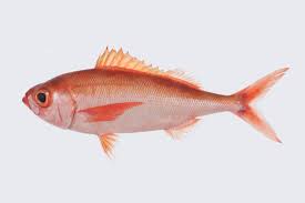 Attēlu rezultāti vaicājumam “Physarum rubiginosum”