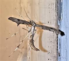 Attēlu rezultāti vaicājumam “Platyptilia sp.”