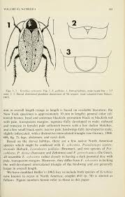 Attēlu rezultāti vaicājumam “Ectobius sylvestris female”