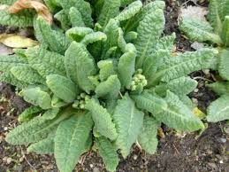 Attēlu rezultāti vaicājumam “Primula veris leaf”