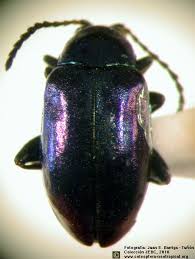 Attēlu rezultāti vaicājumam “Altica sp.”