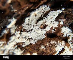 Attēlu rezultāti vaicājumam “Henningsomyces candidus”