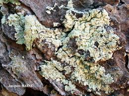 Attēlu rezultāti vaicājumam “Parmeliopsis ambigua”