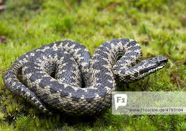 Attēlu rezultāti vaicājumam “Vipera berus adult”