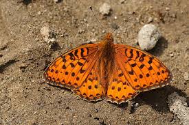 Attēlu rezultāti vaicājumam “Argynnis aglaja”