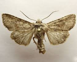 Attēlu rezultāti vaicājumam “Apamea sordens”