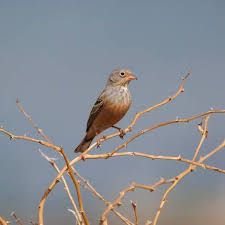 Image result for Emberiza caesia