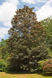 Attēlu rezultāti vaicājumam “Acer pseudoplatanus fo. purpurascens”