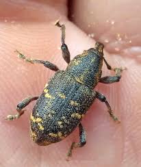 Attēlu rezultāti vaicājumam “Hylobius abietis”