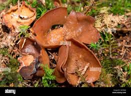 Attēlu rezultāti vaicājumam “Otidea leporina”