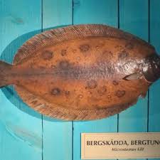 Image result for Microstomus kitt