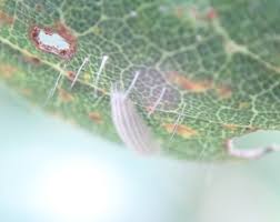 Attēlu rezultāti vaicājumam “Bucculatrix rhamniella”