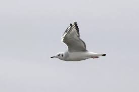 Image result for Chroicocephalus philadelphia