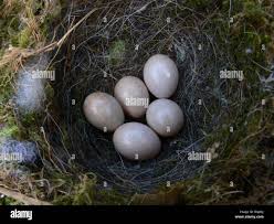 Attēlu rezultāti vaicājumam “Erithacus rubecula eggs”