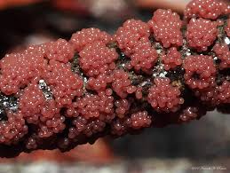 Attēlu rezultāti vaicājumam “Physaraceae”