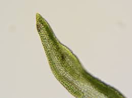 Attēlu rezultāti vaicājumam “Didymodon fallax var. brevifolius”