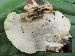 Attēlu rezultāti vaicājumam “Antrodiella serpula”