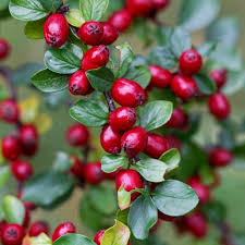Attēlu rezultāti vaicājumam “Cotoneaster divaricatus”