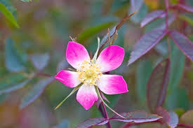 Attēlu rezultāti vaicājumam “Rosa glauca leaf”