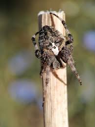 Attēlu rezultāti vaicājumam “Araneus angulatus”