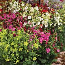 Image result for Nicotiana x sanderae `Perfume`F1