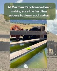 Image result for Carman Stables