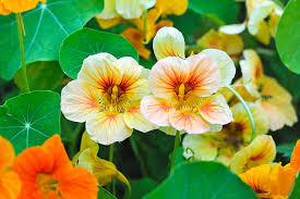 Attēlu rezultāti vaicājumam “Tropaeolum majus leaf”
