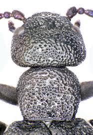 Attēlu rezultāti vaicājumam “Meloe sp. imago”