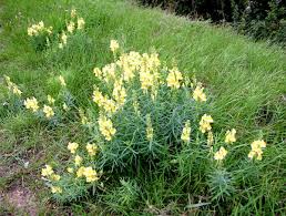 Image result for Linaria vulgaris