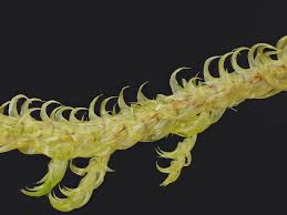 Attēlu rezultāti vaicājumam “Hamatocaulis vernicosus”