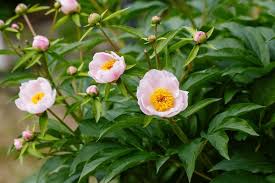 Attēlu rezultāti vaicājumam “Paeonia lactiflora flower”