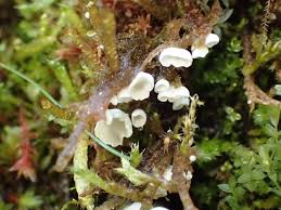 Attēlu rezultāti vaicājumam “Rimbachia neckerae”