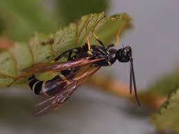 Attēlu rezultāti vaicājumam “Tenthredo campestris female”