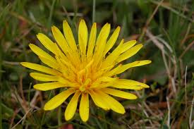 Attēlu rezultāti vaicājumam “Leontodon autumnalis”